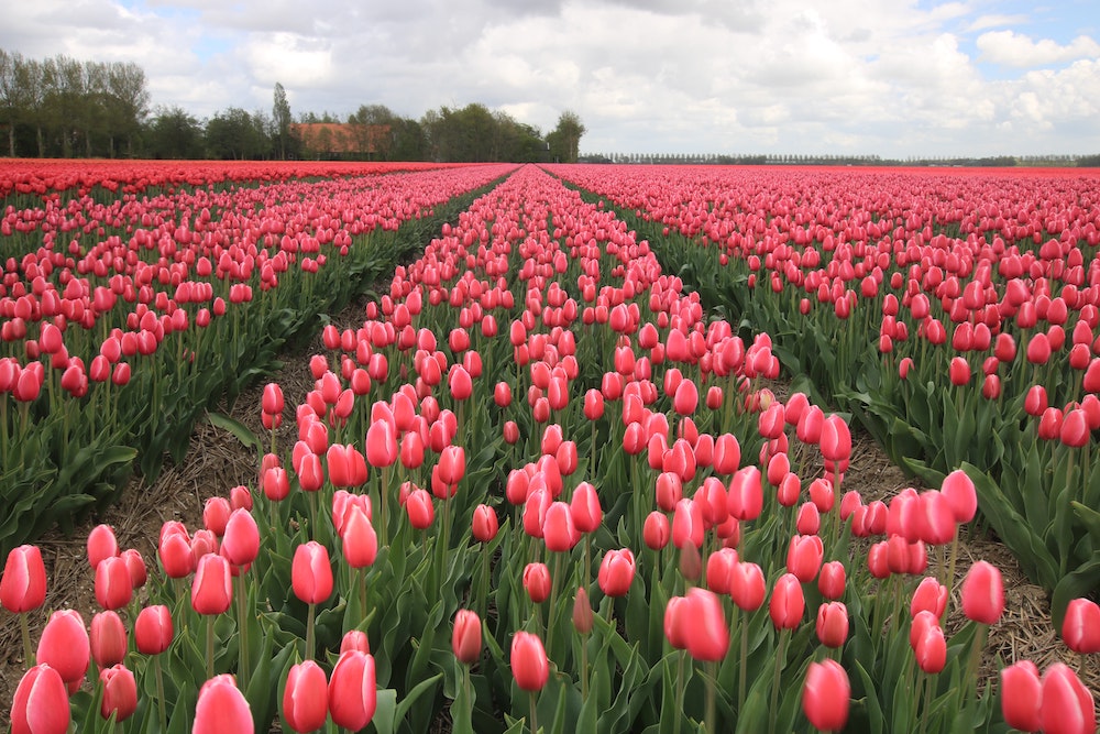 yuzi-bloemen-noordwijkerhout